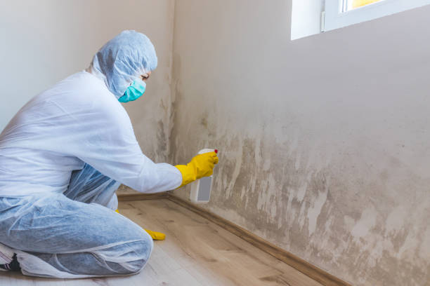 Licensed Black Mold Remediation service in Oakland, MD - Mold Remediation HQ