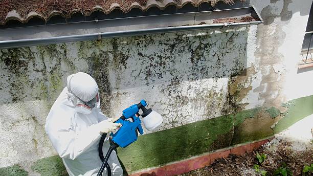 Top rated local Black Mold Remediation specialists in Oakland, MD